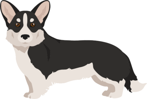 corgi